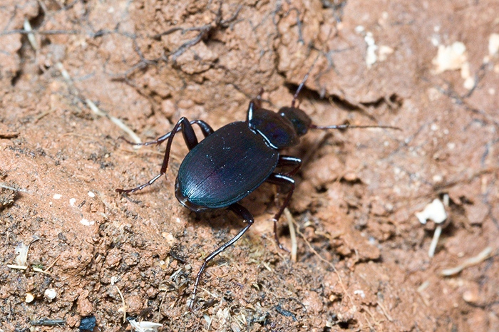 Laemostenus sp. da Malta